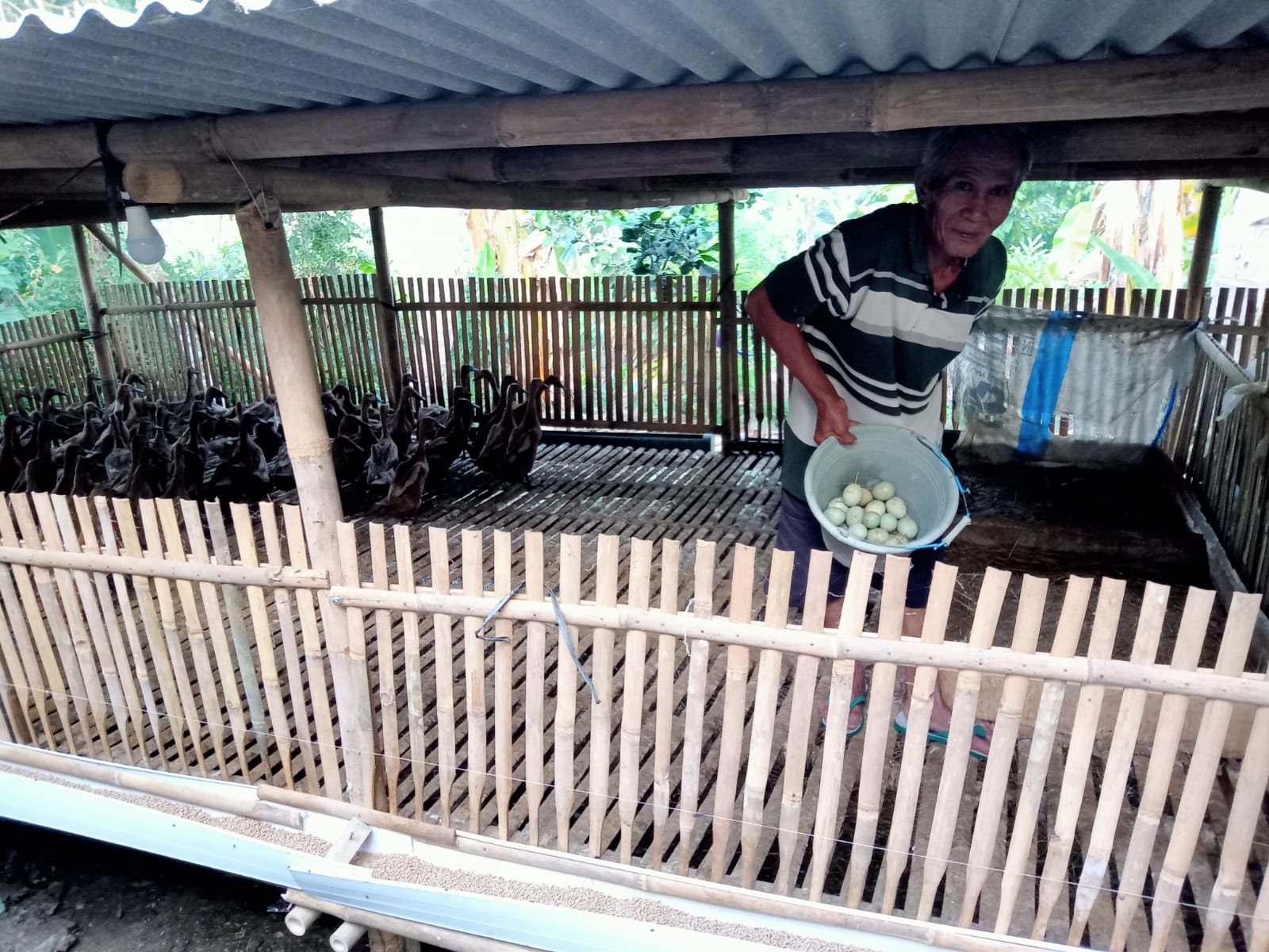 KWT Cahaya Gemilang Desa Dondong Mulai Panen Perdana Bebek Petelur Program Ketahanan Pangan